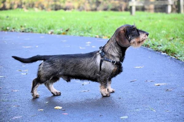 Tipos de perros salchicha y perros salchicha - Perro salchicha de pelo duro