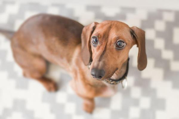 Tipos de perros salchicha y perros salchicha - Perro salchicha de pelo liso