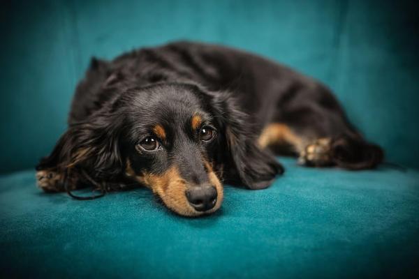 Tipos de perros salchicha y perros salchicha - Perro salchicha bicolor