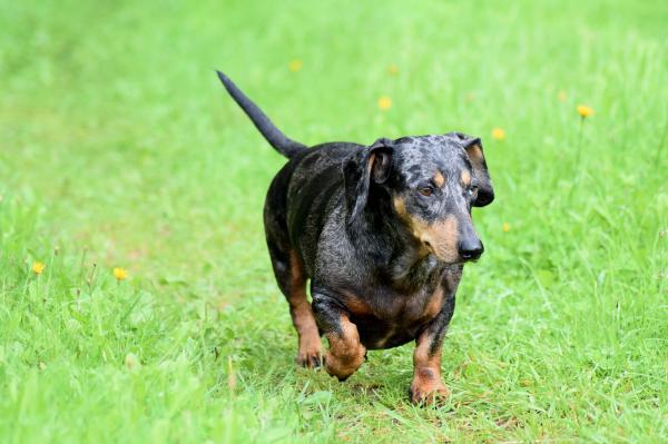 Tipos de perros salchicha y perros salchicha: Merle o Dapple Dachshund