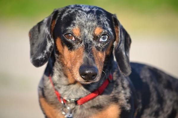 Tipos de perros salchicha y perros salchicha - Brindle Dachshund