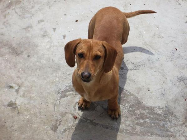 Tipos de perros salchicha y perros salchicha - Perro salchicha de hoja seca