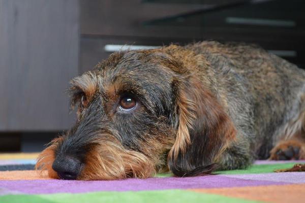 Tipos de perros salchicha y perros salchicha - Perro salchicha color jabalí
