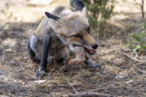 Qué comen los zorros - Dieta de los zorros por especie - Dieta de los zorros por especie