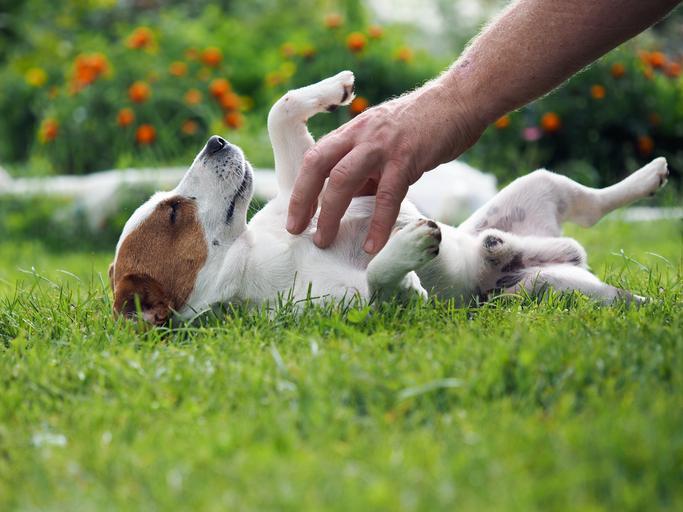 ¿Por Qué a Los Perros Les Gusta Que Les Froten El Vientre? ¿por Qué a Los Perros Les Gusta Que Les Froten