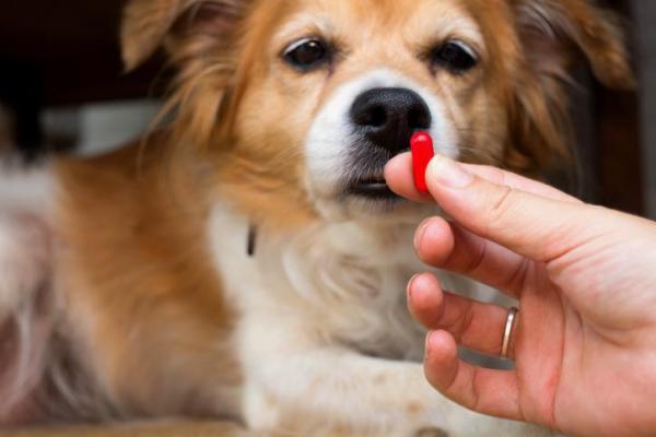 Metilprednisolona para perros - Usos, Dosis y efectos secundarios - Contraindicaciones de la metilprednisolona para perros
