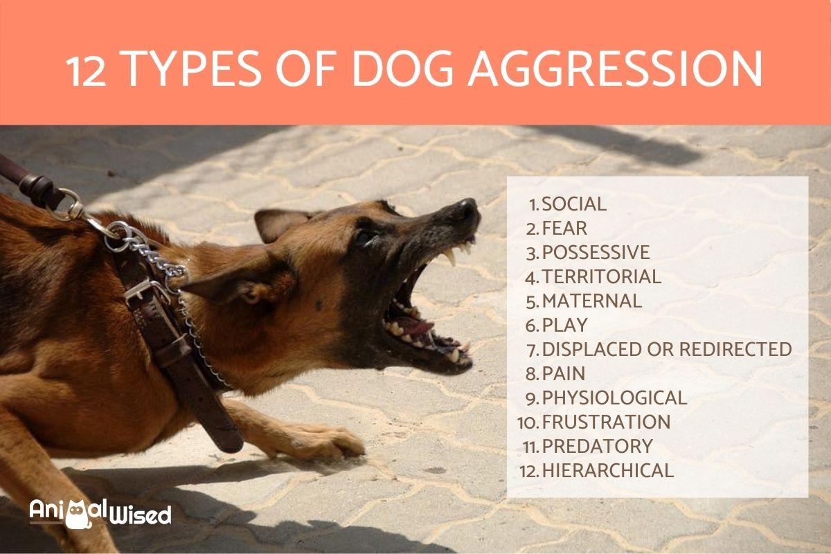 12 Tipos De Agresión Canina