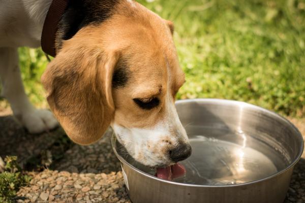 ¿Por qué mi perro no bebe agua?  - Cuánta agua necesita tu perro