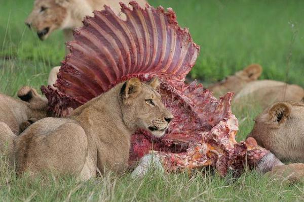 ¿Cómo cazan los leones?  - Comportamiento social y caza en leones. 