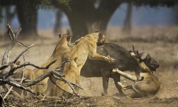 ¿Cómo cazan los leones?  - Técnicas de caza en leones. 