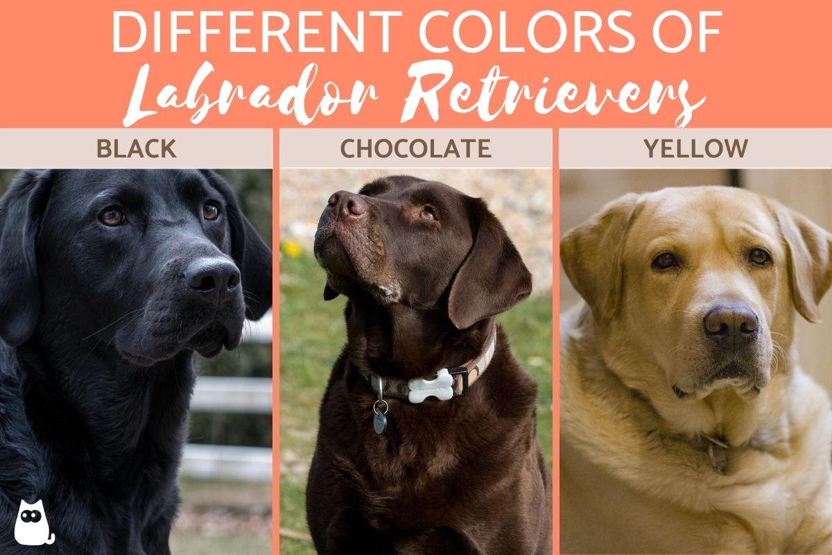 Los Diferentes Colores Del Labrador Retriever