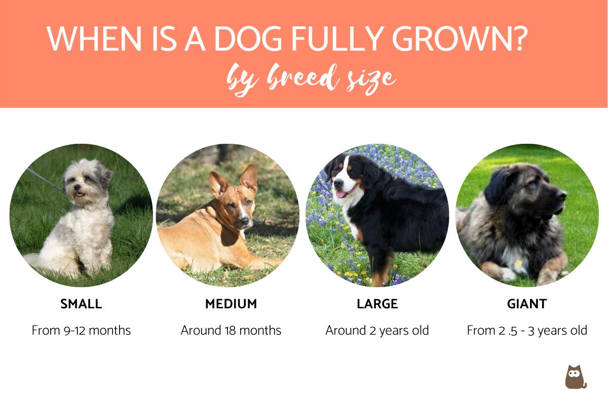 ¿cuándo Un Perro Crece Por Completo?