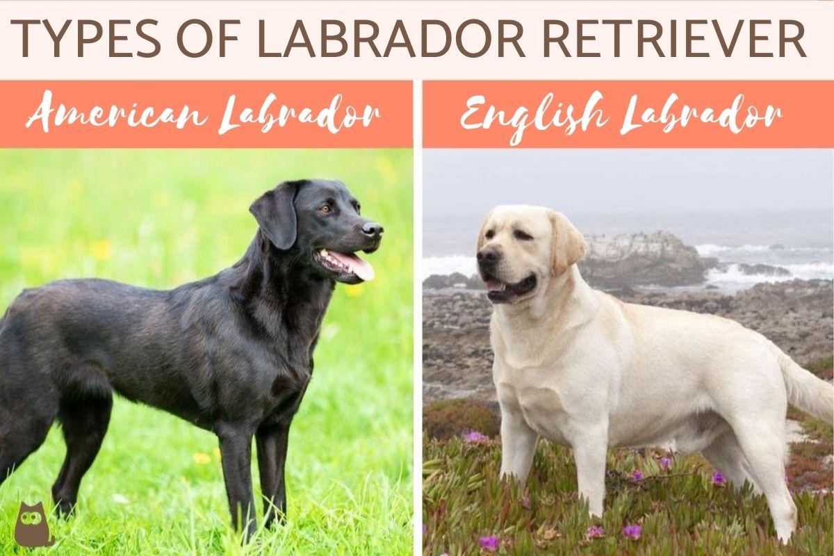 Los Diferentes Tipos De Perros Perdigueros De Labrador