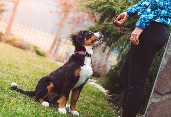 ¿Por qué mi perro es agresivo con otros perros? - ¿Qué hacer si mi perro se pone agresivo con otros perros?