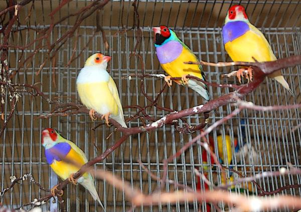 Los pinzones de Gould como mascotas - Guía completa de cuidados - Dieta del pinzón de Gould