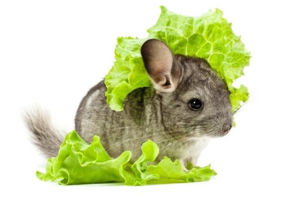 ¿Son las chinchillas una buena mascota?  - Qué alimentar a tu chinchilla
