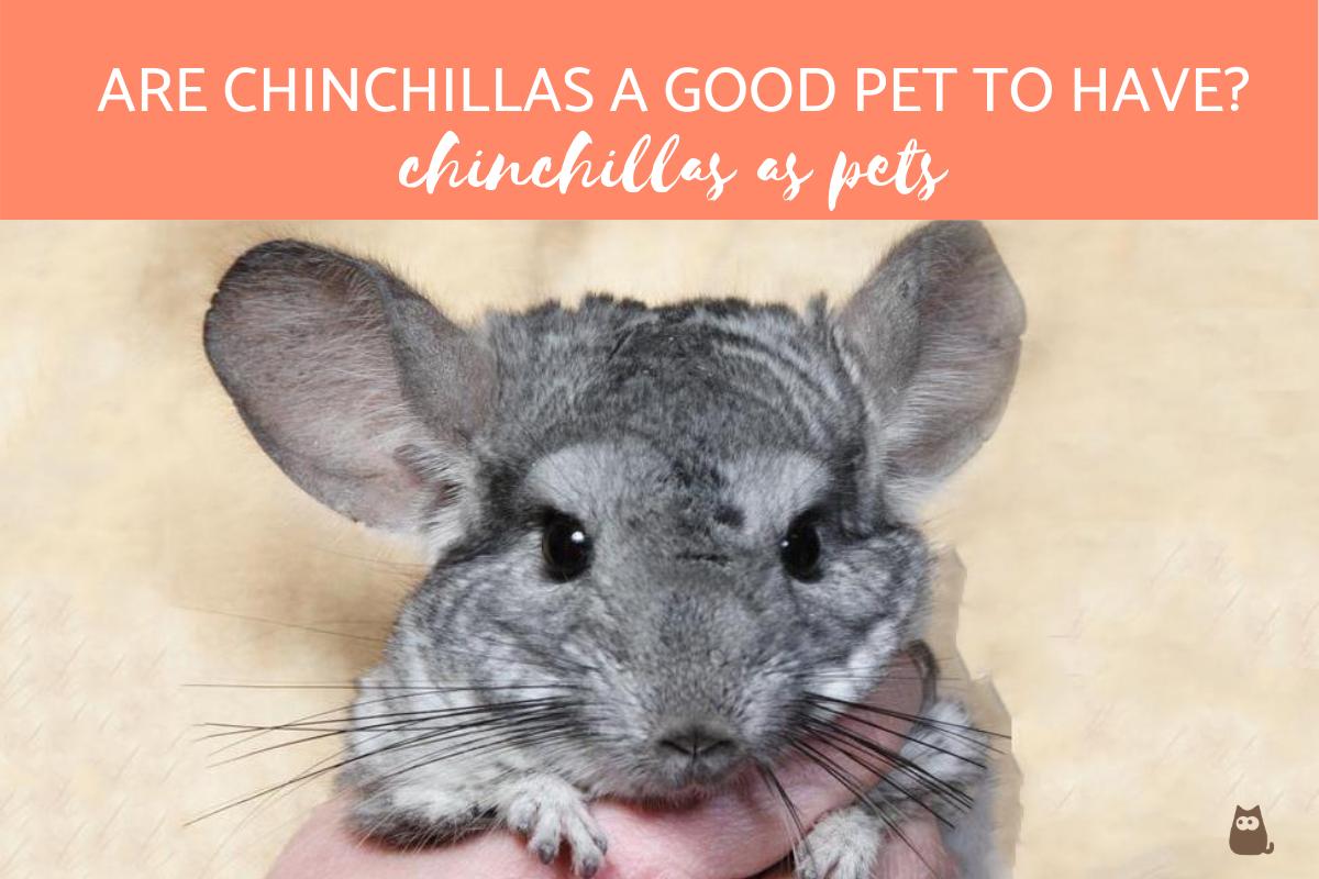 ¿Son Las Chinchillas Una Buena Mascota? ¿son Las Chinchillas Una Buena Mascota?