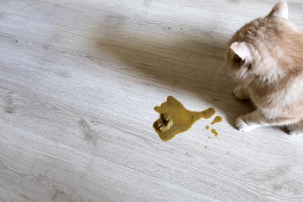 ¿Se puede envenenar a los gatos con cebollas? - Síntomas de intoxicación por cebolla.