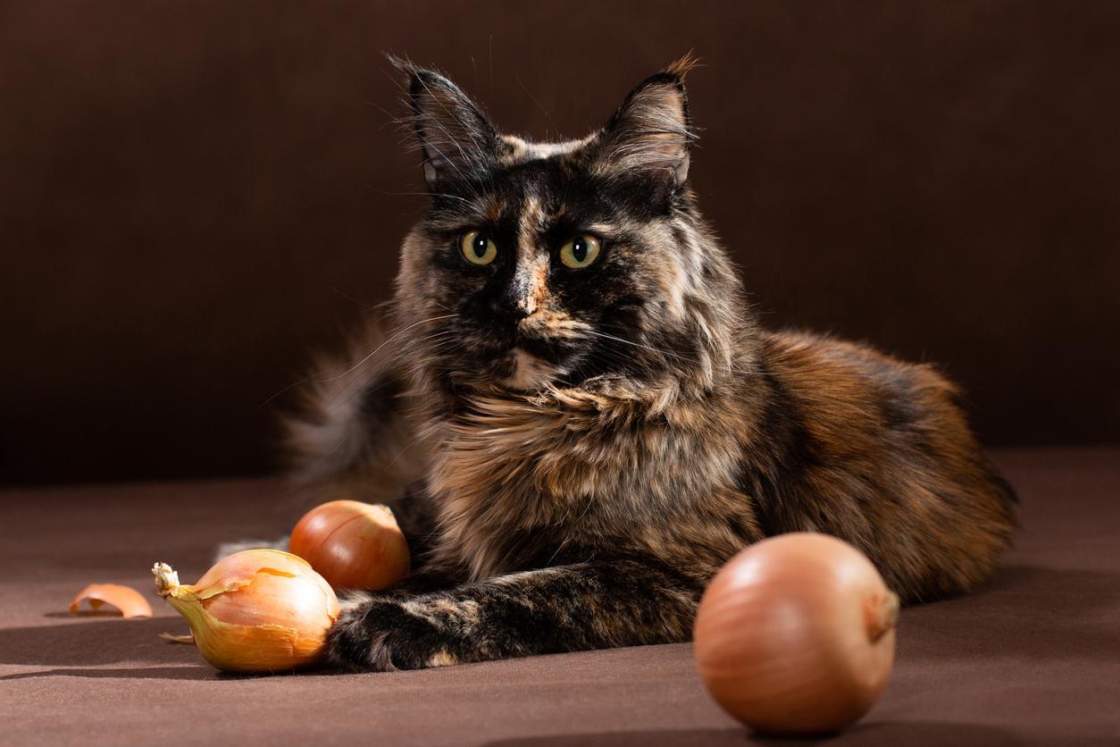 ¿se Puede Envenenar a Los Gatos Con Cebollas?