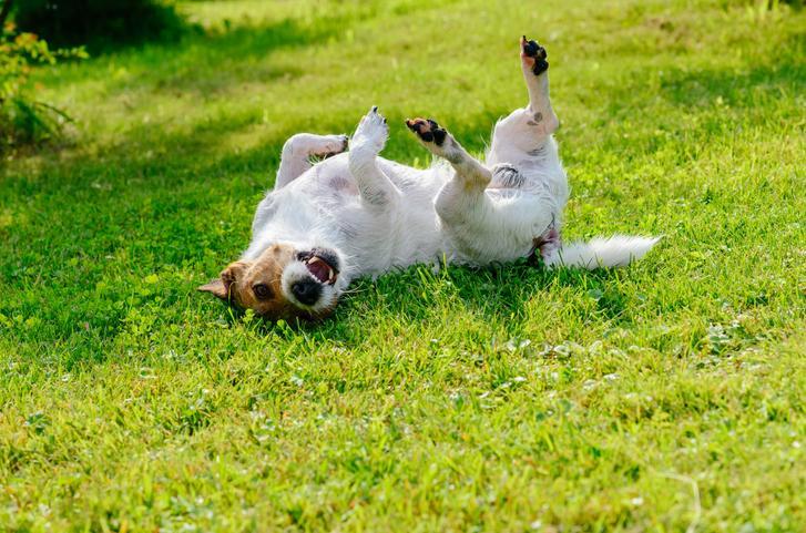 ¿Por Qué Mi Perro Se Revuelve en Caca? ¿por Qué Mi Perro Se Revuelve en Caca?