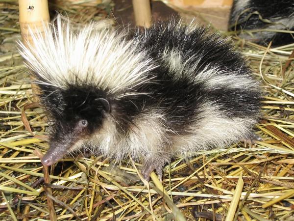Características, Hábitat y Cuidados de los Animales Tenrec - Características del tenrec