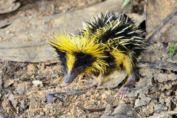 Características, hábitat y cuidado de los animales tenrec - Cuidando tenrecs