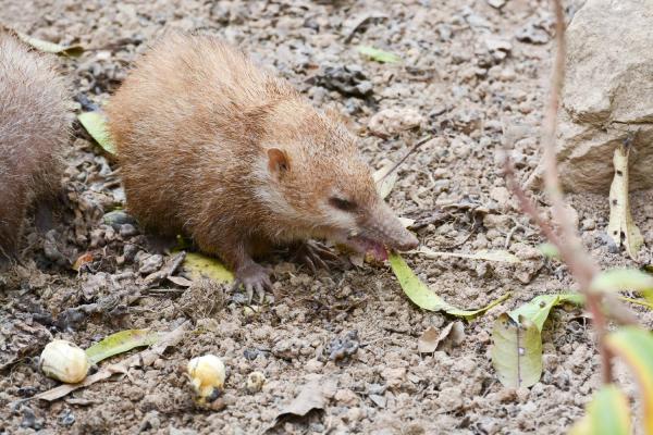 Características, hábitat y cuidados de los animales tenrec: ¿qué come el tenrec?