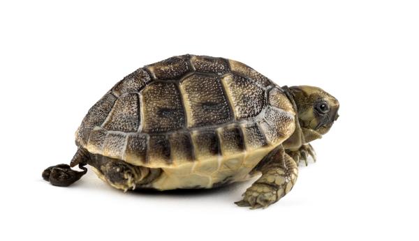¿Es saludable la caca de mi tortuga? - La caca de mi tortuga es negra.