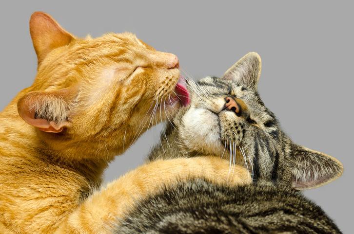 ¿Cuánto Tiempo Tarda Un Gato en Aceptar Un Nuevo Gatito? ¿cuánto Tiempo Tarda Un Gato en Aceptar Un Nuevo Gatito?