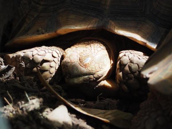 ¿Por qué mi tortuga no come? - Posibles causas y soluciones - Su tortuga podría estar "hibernando"