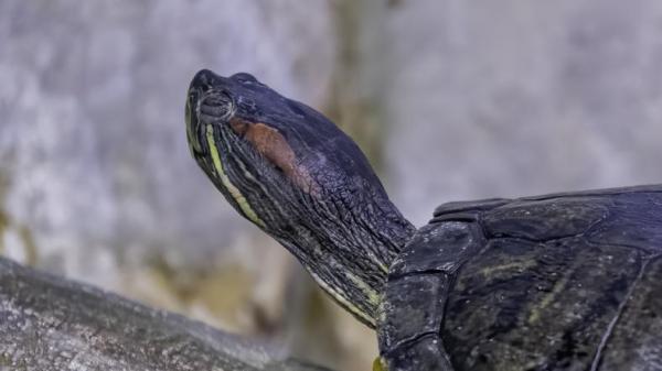 ¿Por qué mi tortuga no come? - Posibles Causas y Soluciones - Tu tortuga puede estar sufriendo una deficiencia de vitaminas