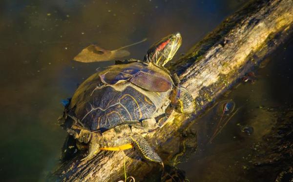 ¿Por qué mi tortuga no come? - Posibles Causas y Soluciones - Tu tortuga tiene deficiencia de calcio