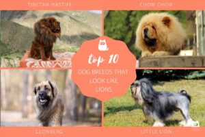 10 Razas De Perros Que Parecen Leones