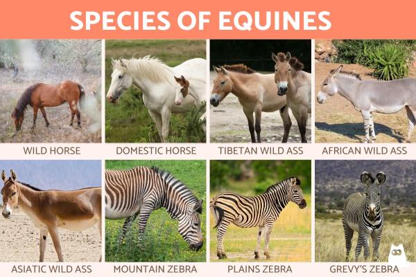 ¿Qué son los equinos?  - Tipos y Características - Especies de equinos 