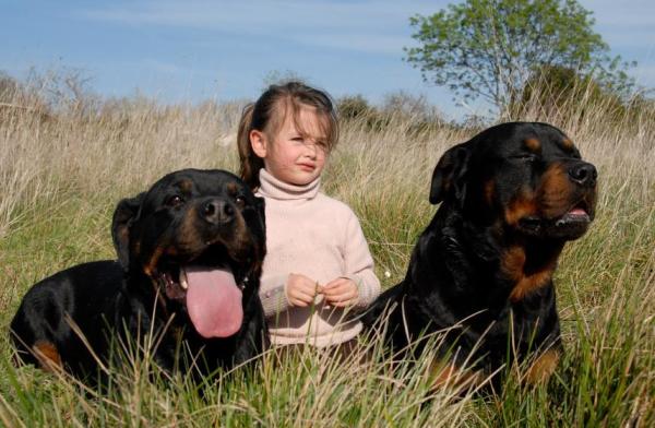 Cuidados del Rottweiler para Cachorros y Perros Adultos - Enriquecimiento y estimulación para Rottweilers 