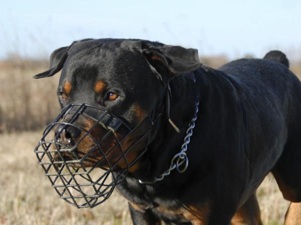 Cuidados del Rottweiler para cachorros y perros adultos - Uso del bozal y la correa con Rottweilers 