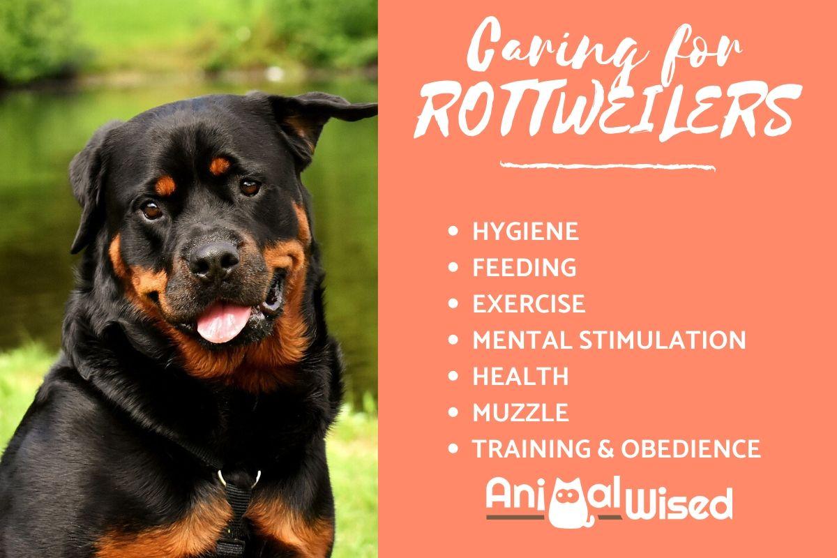 Cuidados Del Rottweiler Para Cachorros Y Perros Adultos