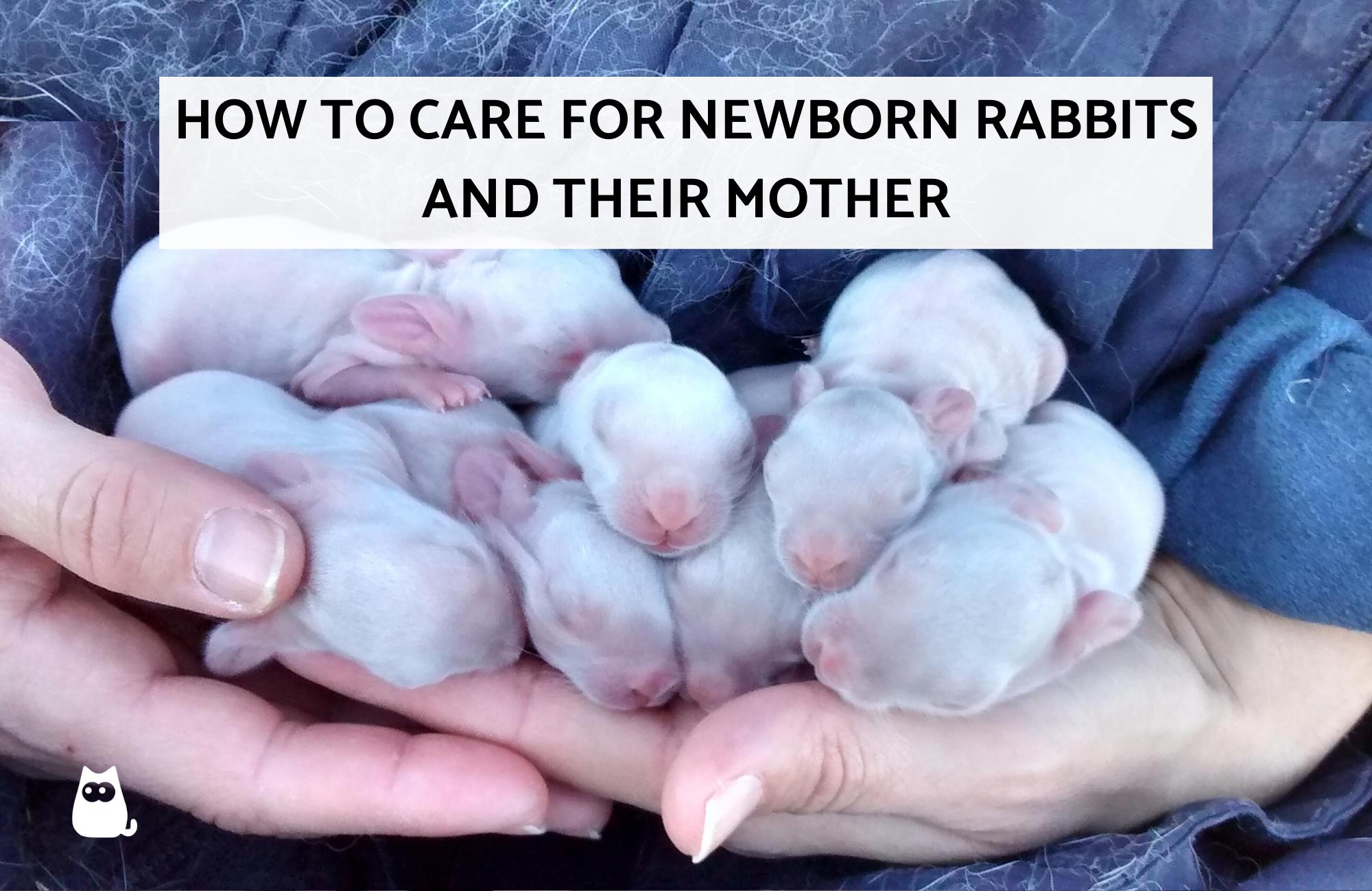 Cómo Cuidar Conejos Recién Nacidos Con Una Madre