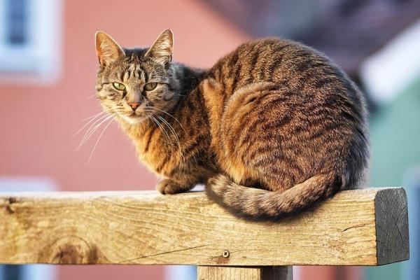 Hombre vs. Gatas: ¿cuál debo adoptar? - Características de los gatos machos