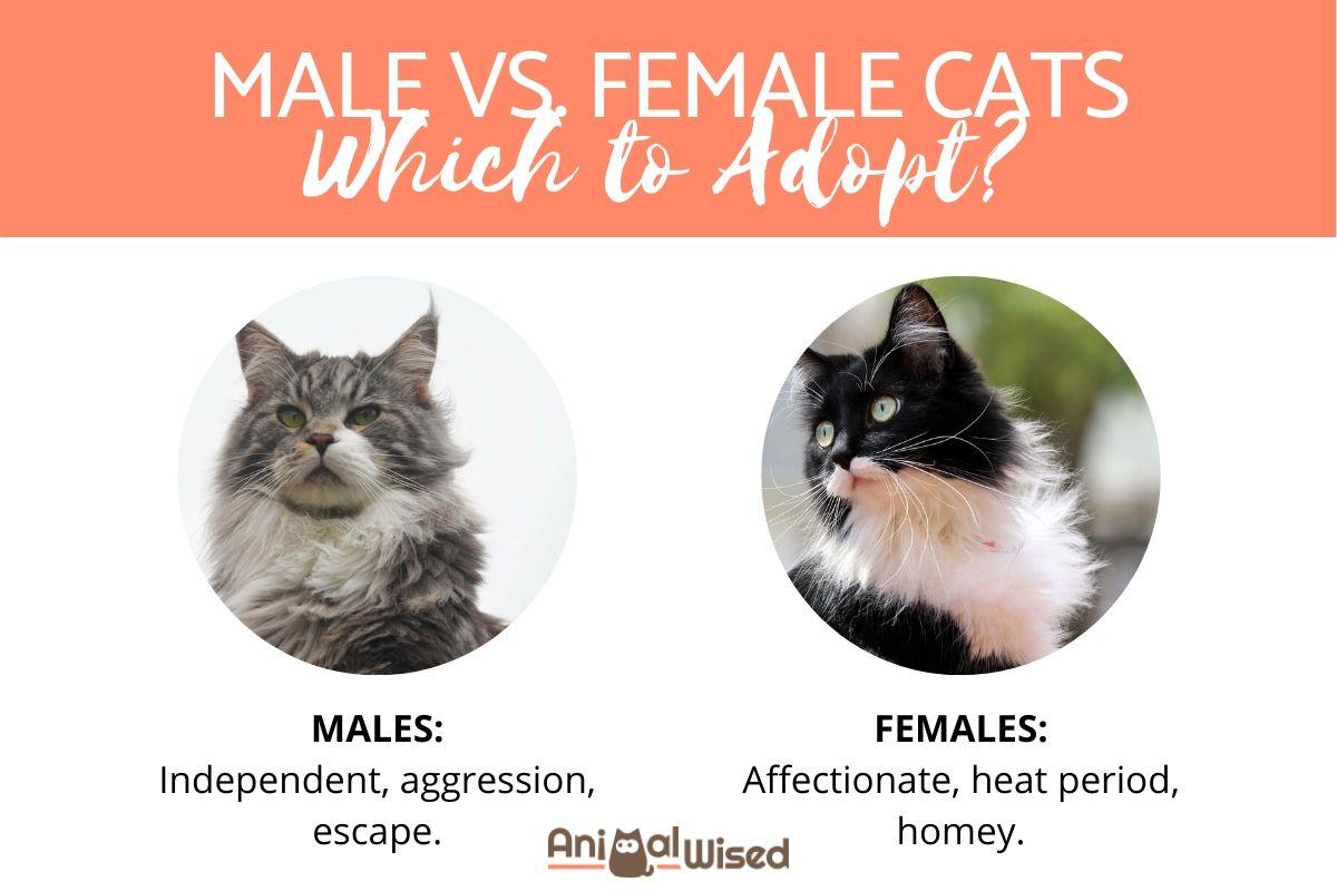 Hombre Vs. Gatas: ¿cuál Debo Adoptar? Hombre Vs. Gatas: ¿cuál Debo Adoptar?