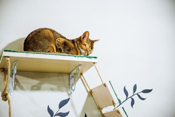 Cómo mantener a los gatos alejados del respaldo del sofá: papel de aluminio o cinta adhesiva de doble cara