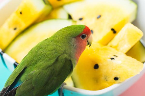 ¿Qué comen los agapornis?  - Alimentos prohibidos a los agapornis
