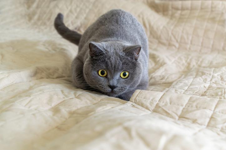 ¿Por Qué Mi Gato Sigue Haciendo Caca en La Cama? ¿por Qué Mi Gato Sigue Haciendo Caca en La Cama?