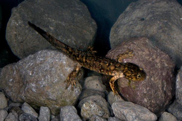 ¿Se puede sacar un ajolote del agua? - ¿Pueden los ajolotes vivir en la tierra?