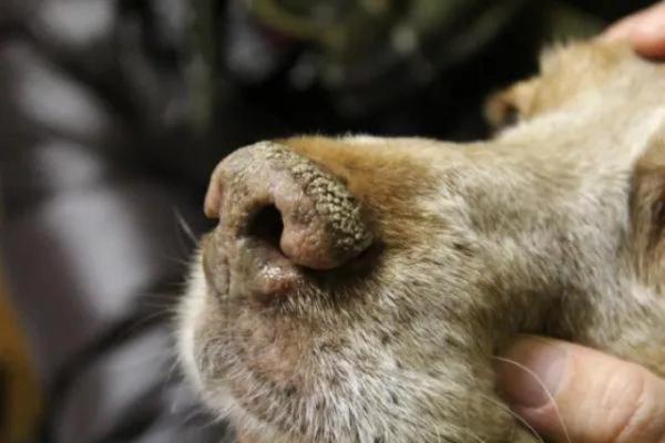 Stertor en perros - Causas y tratamiento - Neumonía bronquial