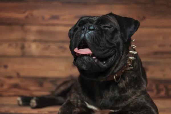 Stertor en Perros - Causas y Tratamiento - Estornudo inverso
