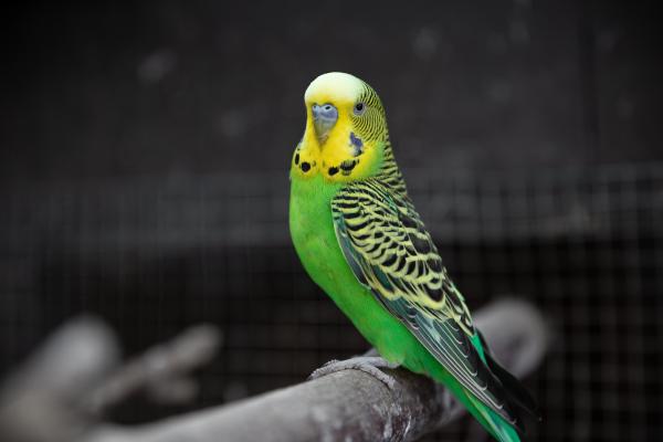 ¿Es cruel cortarle las alas a un pájaro?  - ¿Es cruel cortarle el ala a un pájaro?