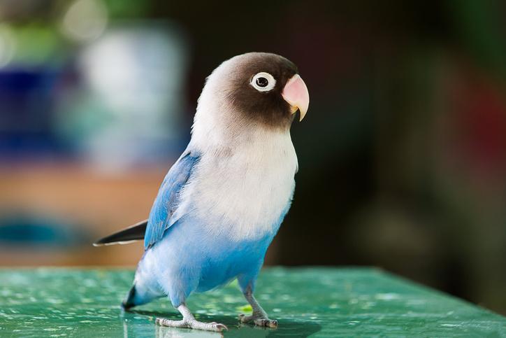 ¿Pueden Los Agapornis Vivir Solos? ¿pueden Los Agapornis Vivir Solos?