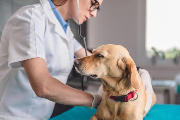 Ambroxol para perros - Usos, dosis y efectos secundarios - Dosis de ambroxol para perros