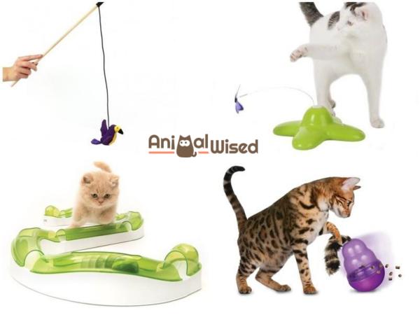 Cómo jugar con un gato: ¡juegos divertidos para crear vínculos con tu gato! - ¿Con qué juegan los gatos?